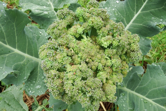 Buggy broccoli