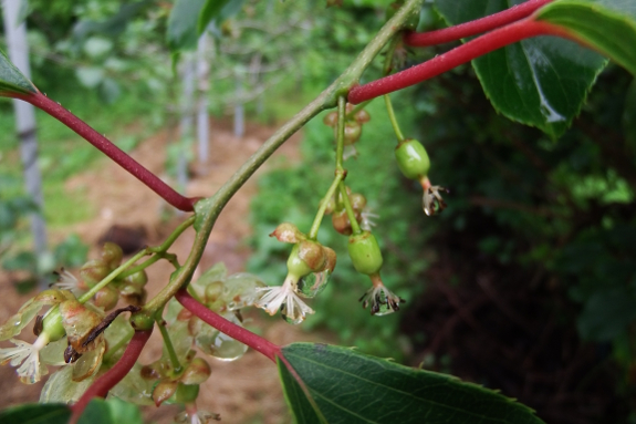 Hardy kiwi fruits