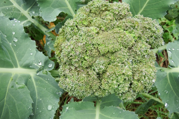 Mature broccoli plant