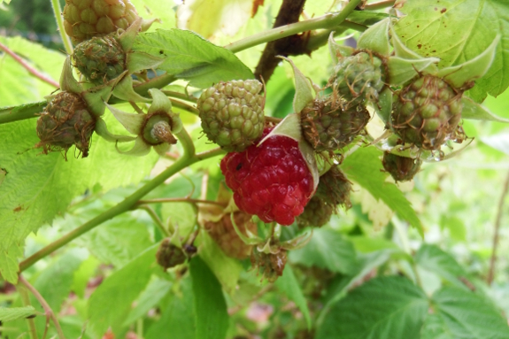 Red raspberry