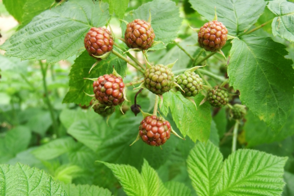 Ripening black raspberries