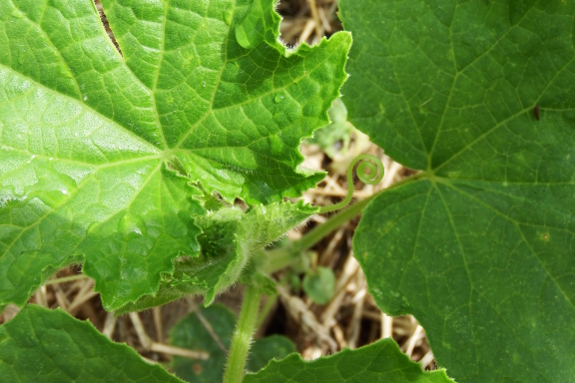 Cucumber tendril