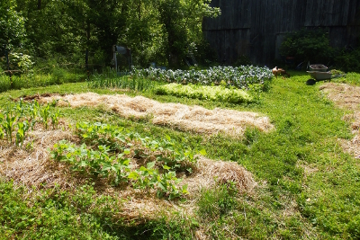 Early June garden