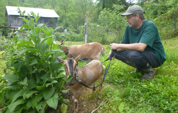 Goats eating comfrey plant.