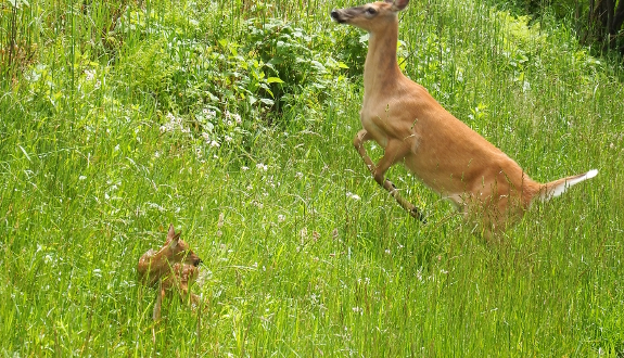 Doe and fawn