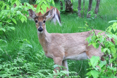 High elevation deer forest