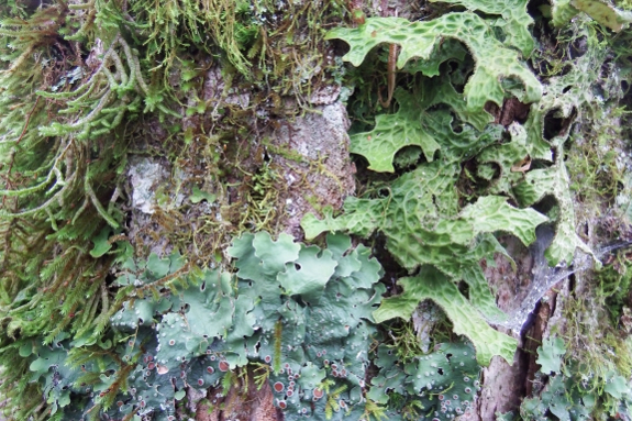 Bark lichens