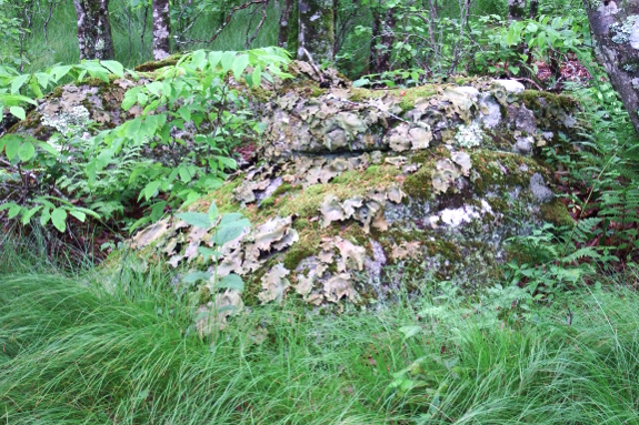 Boulder forest