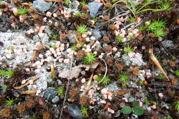 High elevation moss and lichens