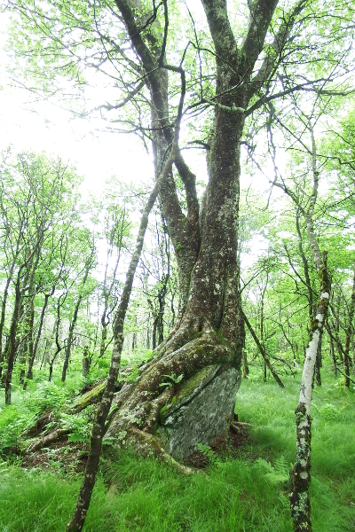 Tree on boulder