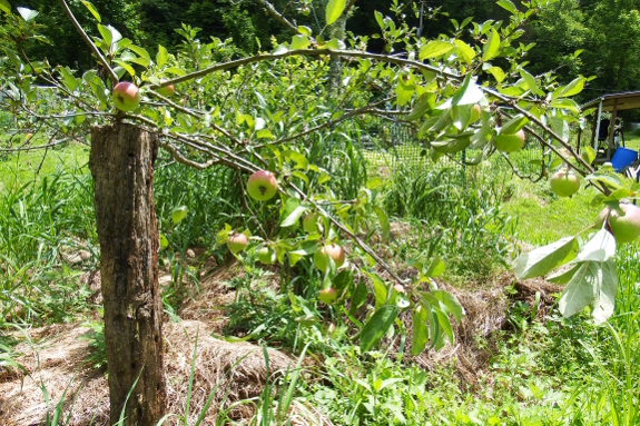 Apple tree prop