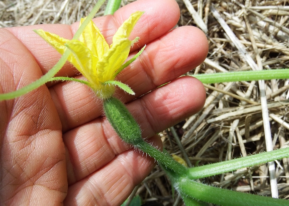 Cucumber flower