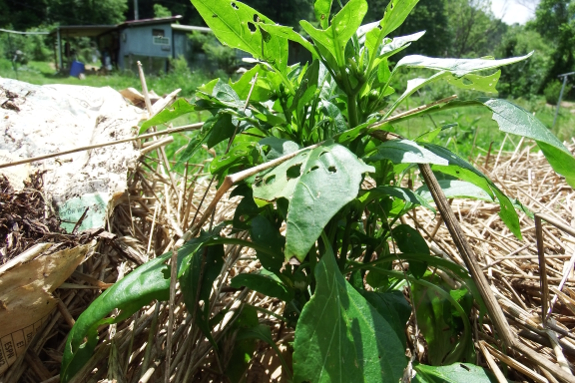 Slug-nibbled pepper plant