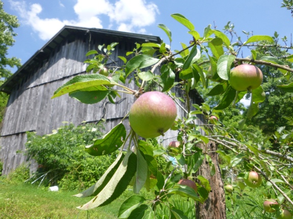 Apple tree near the barn.