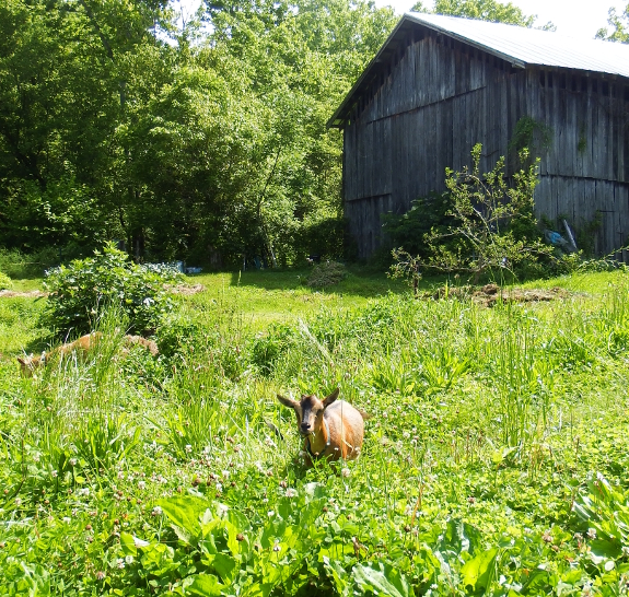 Grazing goat