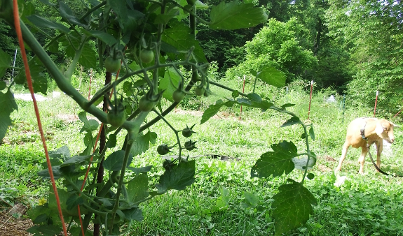 String training tomatoes