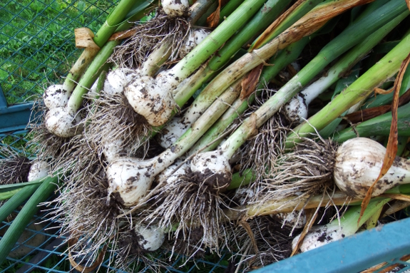 Recently harvested garlic