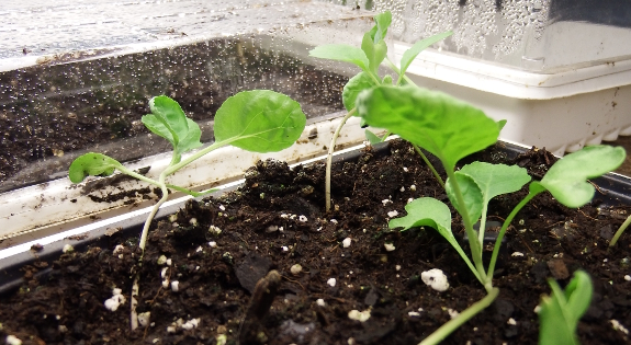 Brussels sprout seedlings