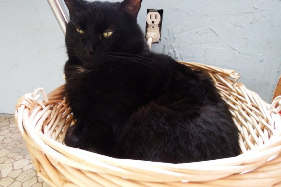 Huckleberry lounging in a basket.