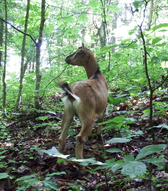 Nigerian dwarf goat