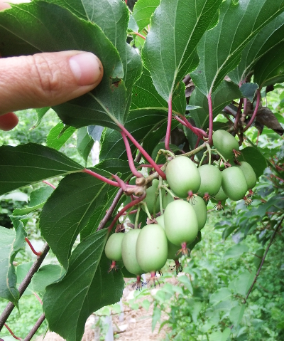 Hardy kiwi cluster