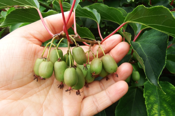 Hardy kiwi fruits
