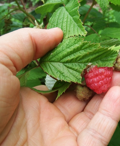 Red raspberry