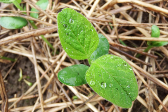 Soybean seedling