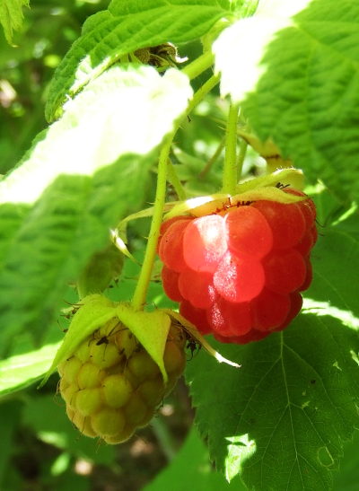 Ripening raspberries