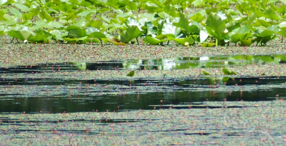 Beaver highway