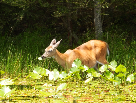 Deer eating lilies