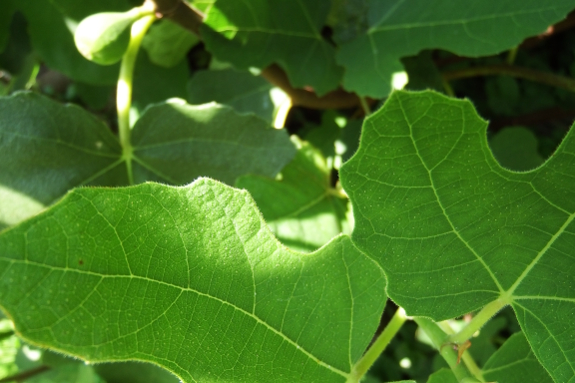 Fig leaves