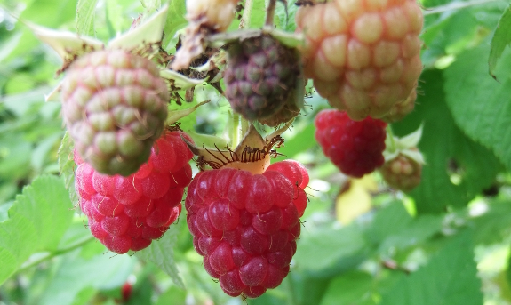 Red raspberries