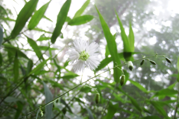 White flower in foggy woods