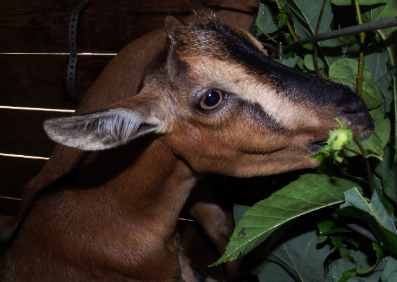 Brown-eyed goat