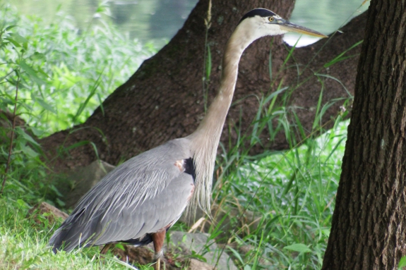 Great blue heron