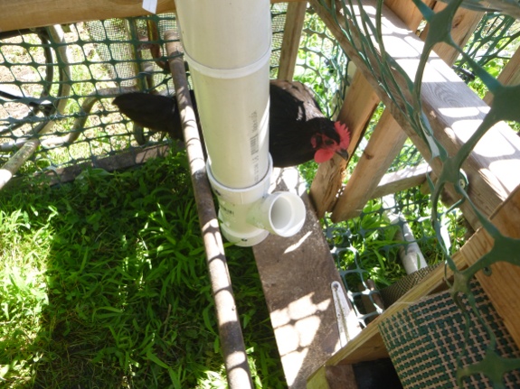 PVC chicken feeder with chicken.