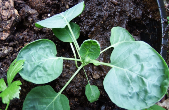 Potted brussels sprouts