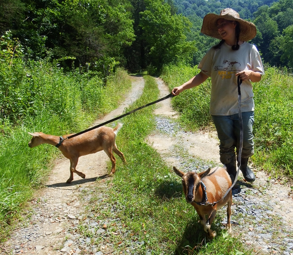 Walking goats