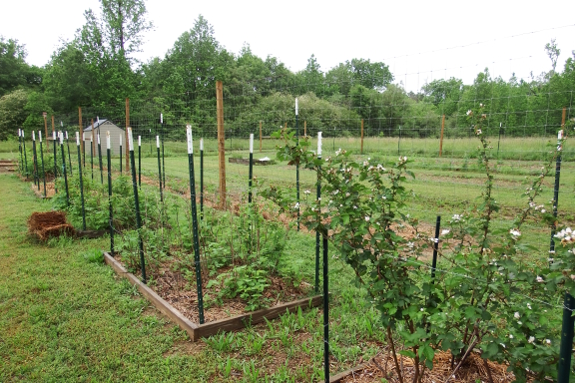 Fenced garden