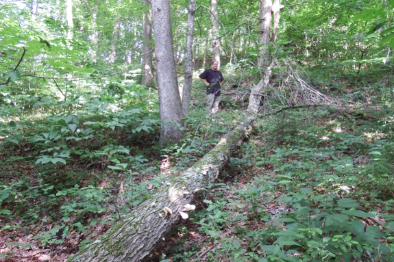 Fallen tree