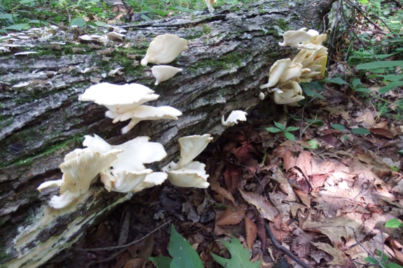 Oyster mushrooms