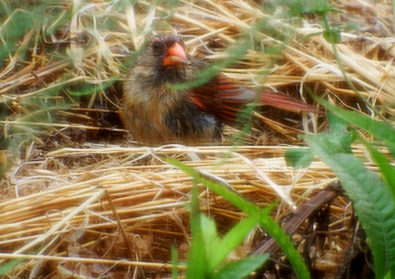 Cardinal eating seeds