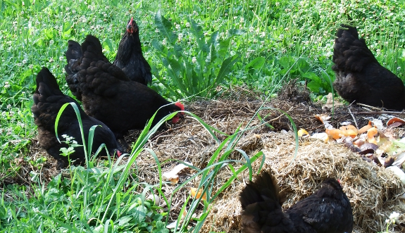 Chickens in the compost pile