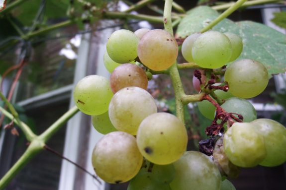 Ripening grapes