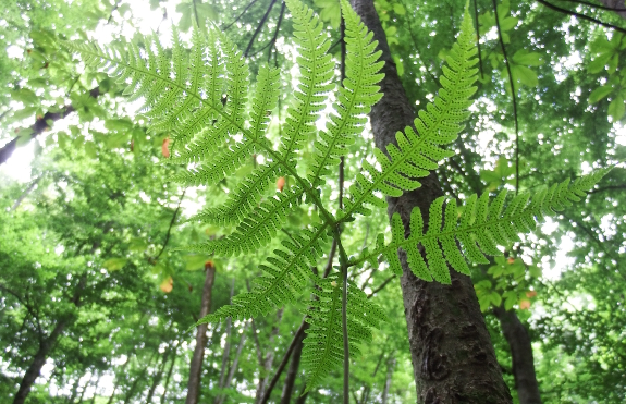 Beech fern