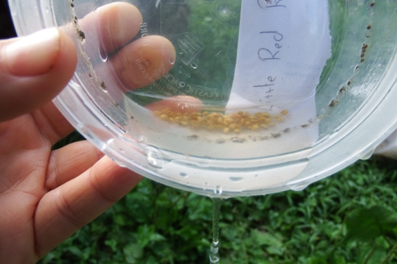 Rinsing tomato seeds