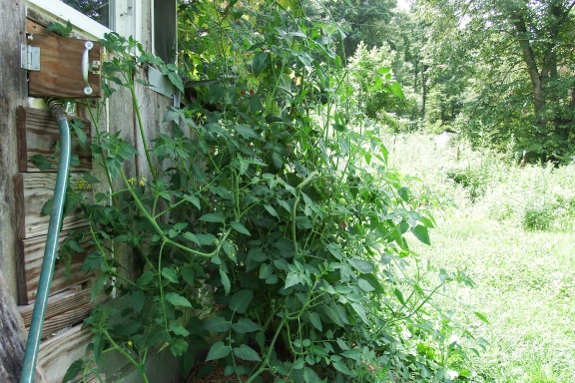 Happy tomatoes