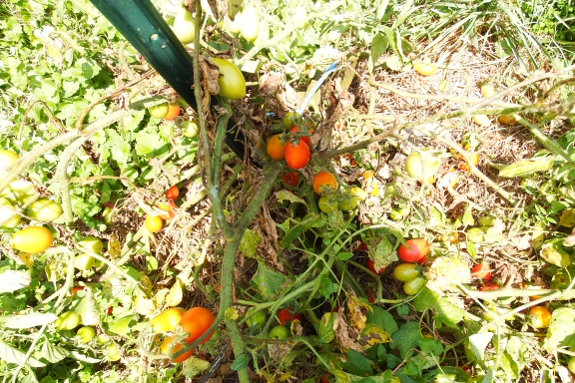 Tomato blight