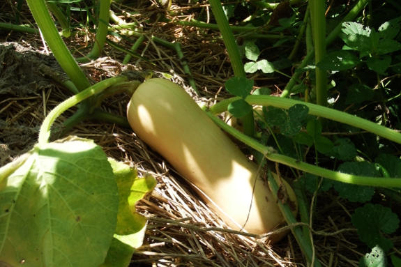 Ripening butternut squash